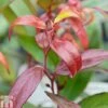Leucothoe Keiskei 'Burning Love'