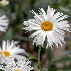 Perennial Collection -Flourish Flora LEUC CRAZYDAIS L399941