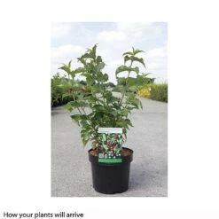 Leycesteria Formosa 'Purple Rain' -Flourish Flora LEYC T66328 B h