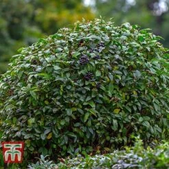 Front Page -Flourish Flora LIG KB3249 B