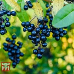 Ligustrum Vulgare -Flourish Flora LIG KB3249 D