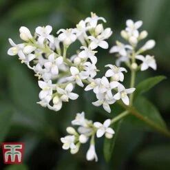 Ligustrum Vulgare -Flourish Flora LIG KB3249 e