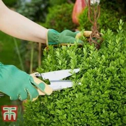 Ligustrum Ovalifolium -Flourish Flora LIG T58258 C