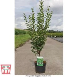 Ligustrum Ovalifolium -Flourish Flora LIG T58258 D1