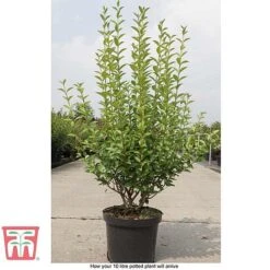 Ligustrum Ovalifolium -Flourish Flora LIG T58258 E1