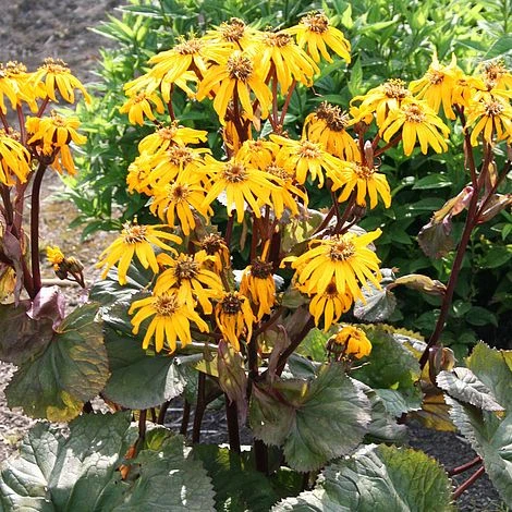 Ligularia Dentata 'Midnight Lady' 1 Ligularia Dentata 'Midnight Lady'