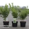Ligustrum Ovalifolium 'Green Diamond'
