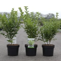 Ligustrum Ovalifolium 'Green Diamond' -Flourish Flora LIGU GREENDIAM S45850 NOW