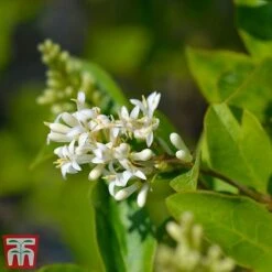 Ligustrum Ovalifolium -Flourish Flora LIGU OVALIFOLI W34588 TM