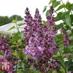 Lilac 'Sensation' -Flourish Flora LILA T79105 B