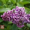 Lilac 'Sensation'