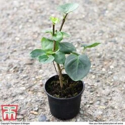 Lilac 'Sensation' -Flourish Flora LILA T79105 D