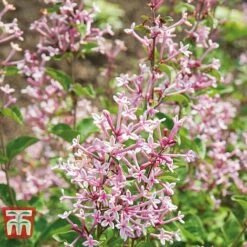 Lilac 'Bloomerang Pink Perfume' -Flourish Flora LILA T79744 C2