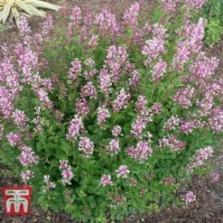 Lilac 'Bloomerang Pink Perfume' -Flourish Flora LILA T79744 E