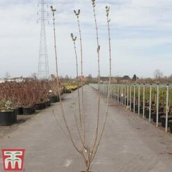 Lilac 'Esther Staley' -Flourish Flora LILA TKA3550 A