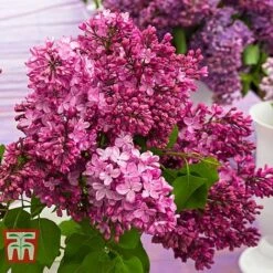 Lilac 'Esther Staley' -Flourish Flora LILA TKA3550 B