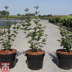 Lilac Dwarf 'Tinkerbelle' -Flourish Flora LILA TKA3556 B