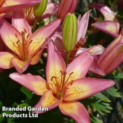 Lily 'Elegant Joy' -Flourish Flora LILI KC9168 B