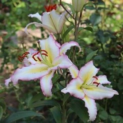 Lily 'Primrose Hill' -Flourish Flora LILY KA9280 NOW3