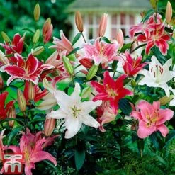 Oriental Lily Collection -Flourish Flora LILY TBC A
