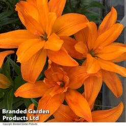 Lily (Pollen Free) Collection -Flourish Flora LILY SCOUBIDOU T415831