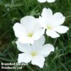 Linum Perenne White