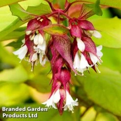 Leycesteria 'Little Lanterns' -Flourish Flora LITTLE LANTERNS2