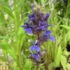 Lobelia X Speciosa 'Vedrariensis' (Marginal Aquatic)