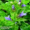 Lobelia Siphilitica Blue