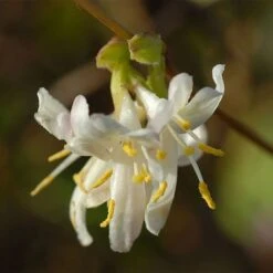 Lonicera X Purpusii 'Winter Beauty' -Flourish Flora LONI T58210 NOW1