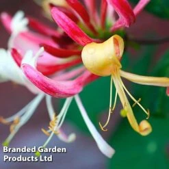 Honeysuckle 'Dart's World' -Flourish Flora LONI WKB6545 A