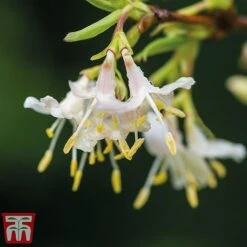 Lonicera Fragrantissima -Flourish Flora LONI FRAGRANTI L027761