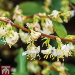 Lonicera Fragrantissima -Flourish Flora LONI FRAGRANTI L079961