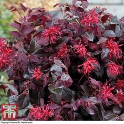 Loropetalum Chinense Var. Rubrum 'Ever Red' -Flourish Flora LORO TKA8393 B