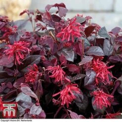 Loropetalum Chinense Var. Rubrum 'Ever Red' -Flourish Flora LORO TKA8393 C