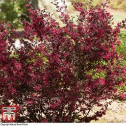Loropetalum Chinense Var. Rubrum 'Ever Red' -Flourish Flora LORO TKA8393 D