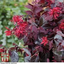 Loropetalum Chinense Var. Rubrum 'Ever Red' -Flourish Flora LORO TKA8393 E