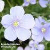 Linum Perenne Blue