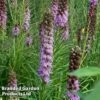 Liatris Spicata 'Floristan Violet'