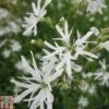 Lychnis Flos-cuculi 'White Robin' (Marginal Aquatic)