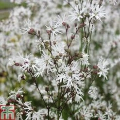 Lychnis Flos-cuculi 'White Robin' (Marginal Aquatic) -Flourish Flora LYCH T78045 C h