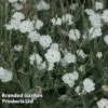Lychnis Coronaria 'Alba'