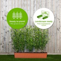 Privet Green Instant Trough Hedge 1m (pre-grown) -Flourish Flora Ligustrum20ovalifolium201yr20tr20 202