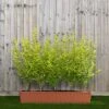 Privet Instant Trough Hedge 1m (pre-grown)