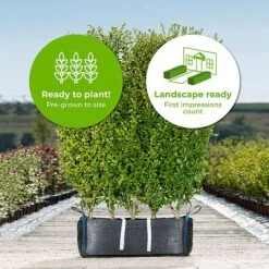 Privet Ready Bag Instant Hedge 1m (pre-grown) -Flourish Flora Ligustrum20ovalifolium20Aureum20copy20 202
