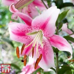 Towering Tree Lily Collection -Flourish Flora Lily11