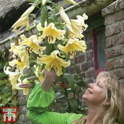 Towering Tree Lily Collection -Flourish Flora Lily22