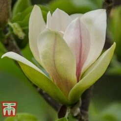 Magnolia 'Sunsation'