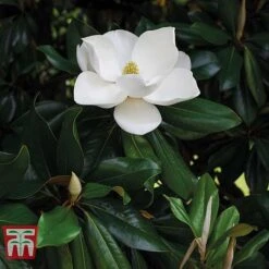 Magnolia Grandiflora 'Alta' -Flourish Flora MAGN KB0613 C