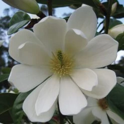 Magnolia 'Fairy Cream' -Flourish Flora MAGN T47379 B h